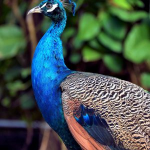 Male Indian Peafowl at Cruise Terminal in Cartagena, Colombia - Encircle Photos