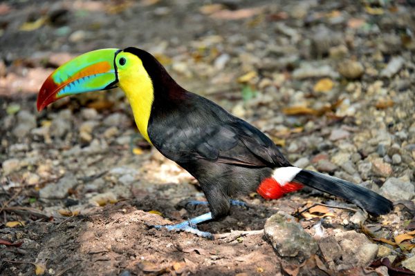 Keel-billed Toucan at Cruise Terminal in Cartagena, Colombia - Encircle Photos
