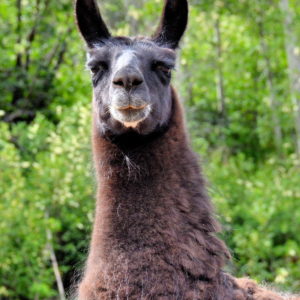 Llama Guarding Farm near Maroon Bells in Aspen, Colorado - Encircle Photos