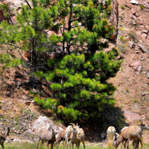 Bighorn Sheep Grazing in Rocky Mountain National Park near Estes Park, Colorado - Encircle Photos