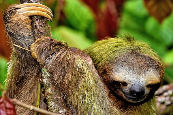 Three-toed Sloth Clutching Tree in Limón, Costa Rica - Encircle Photos