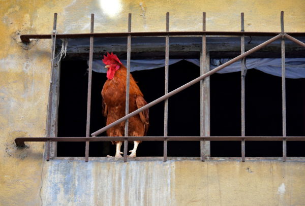 Rooster Perched in Barred Window in Havana, Cuba - Encircle Photos