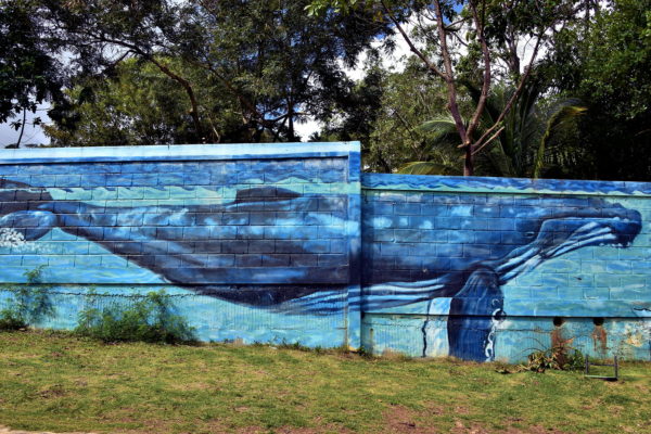 Humpback Whale Mural in Samaná, Dominican Republic - Encircle Photos