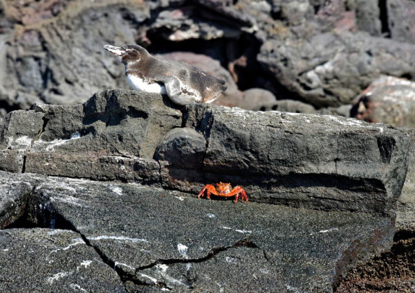 Galápagos Penguin on Bartolomé Island in Galápagos, EC - Encircle Photos