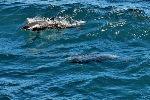 Bottlenose Dolphins near Bartolomé and Santiago Islands in Galápagos, EC - Encircle Photos