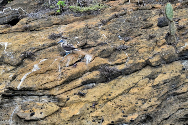 Blue-footed Booby at Eden Island near Santa Cruz in Galápagos, EC - Encircle Photos