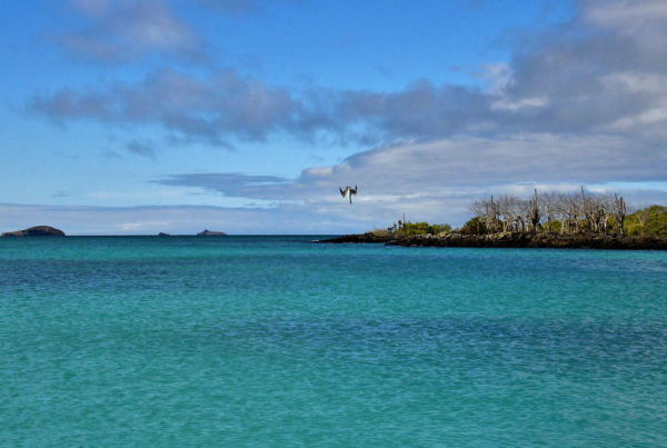 Diving Blue-footed Booby at Eden Island near Santa Cruz in Galápagos, EC - Encircle Photos