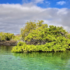 Thick Mangrove at Eden Island near Santa Cruz in Galápagos, EC - Encircle Photos