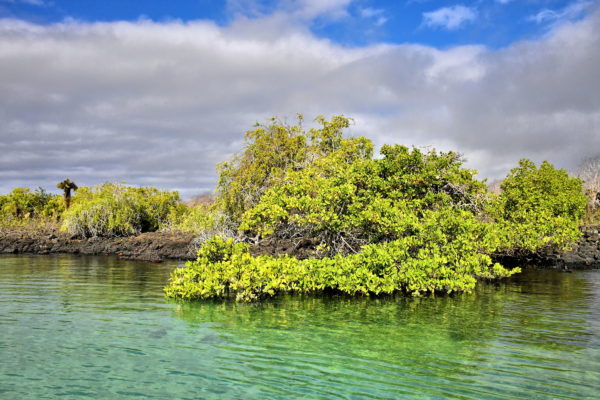Thick Mangrove at Eden Island near Santa Cruz in Galápagos, EC - Encircle Photos