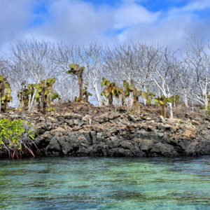 Vegetation at Eden Island near Santa Cruz in Galápagos, EC - Encircle Photos