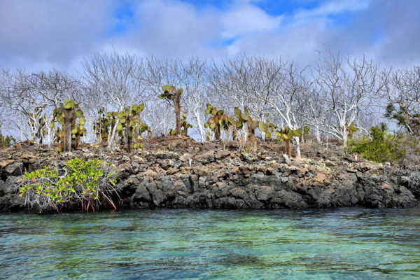 Vegetation at Eden Island near Santa Cruz in Galápagos, EC - Encircle Photos