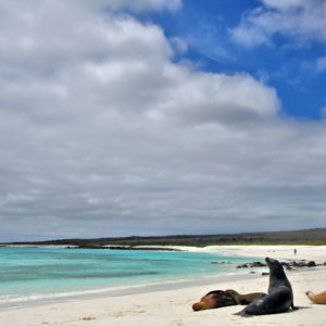 Beach at Gardner Bay on Española Island in Galápagos, EC - Encircle Photos