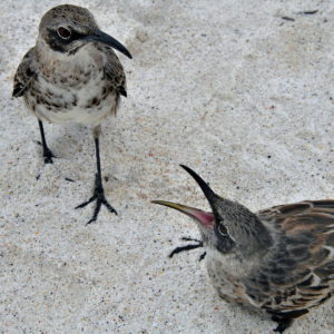 Hood Mockingbirds at Gardner Bay on Española Island in Galápagos, EC - Encircle Photos