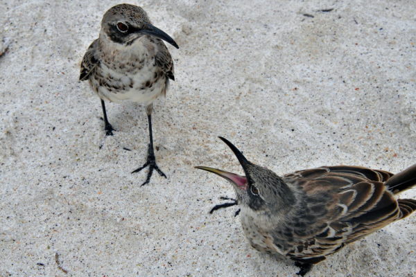 Hood Mockingbirds at Gardner Bay on Española Island in Galápagos, EC - Encircle Photos