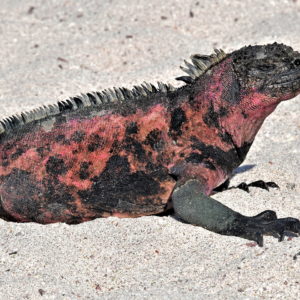 Christmas Iguana at Punta Suárez on Española Island in Galápagos, EC - Encircle Photos