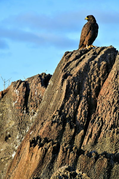 Galápagos Hawk at Punta Suárez on Española Island in Galápagos, EC - Encircle Photos