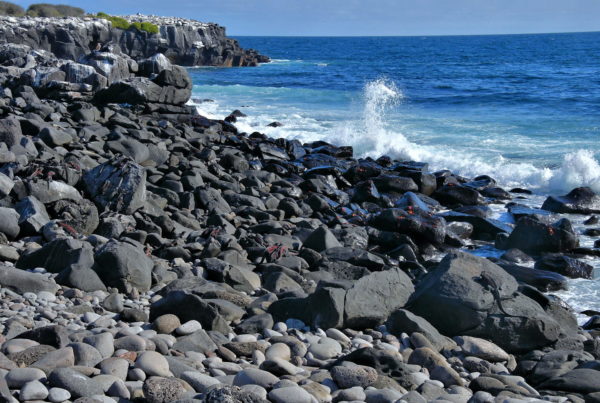 Geological Origin of Punta Suárez and Española Island in Galápagos, EC - Encircle Photos
