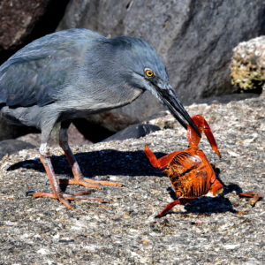 Lava Heron Eating Crab at Punta Suárez on Española Island in Galápagos, EC - Encircle Photos