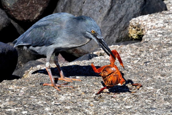 Lava Heron Eating Crab at Punta Suárez on Española Island in Galápagos, EC - Encircle Photos