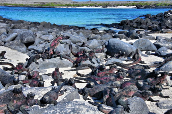 Marine Iguana Colony at Punta Suárez on Española Island in Galápagos, EC - Encircle Photos