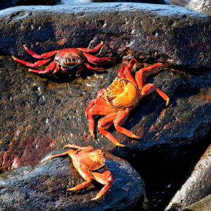 Sally Lightfoot Crabs at Punta Suárez on Española Island in Galápagos, EC - Encircle Photos
