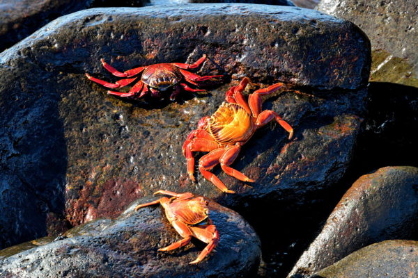 Sally Lightfoot Crabs at Punta Suárez on Española Island in Galápagos, EC - Encircle Photos
