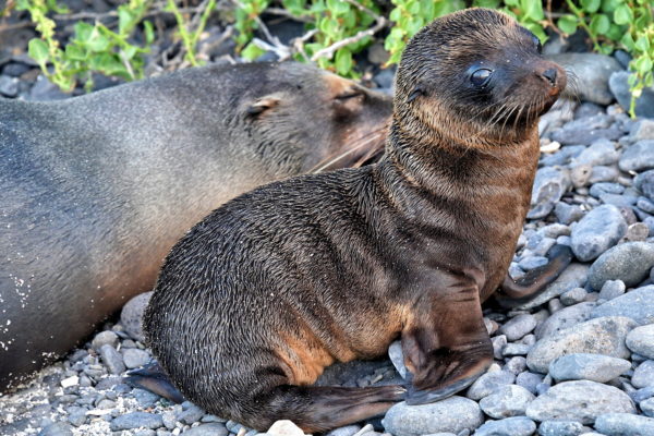 Sea Lion Pup at Punta Suárez on Española Island in Galápagos, EC - Encircle Photos