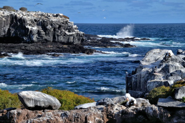 Southern Coast Seabirds at Punta Suárez on Española Island in Galápagos, EC - Encircle Photos