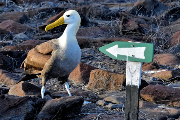 Waved Albatross at Punta Suárez on Española Island in Galápagos, EC - Encircle Photos