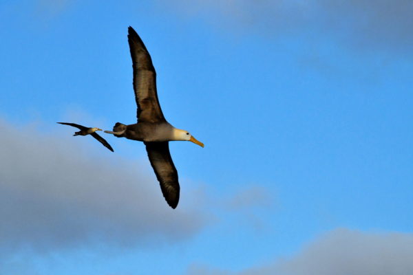 Waved Albatross Airport at Punta Suárez on Española Island in Galápagos, EC - Encircle Photos