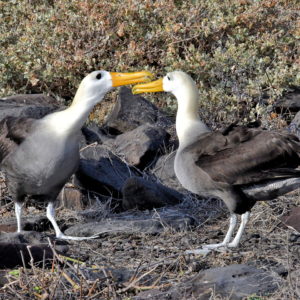 Waved Albatross Courtship at Punta Suárez on Española Island in Galápagos, EC - Encircle Photos