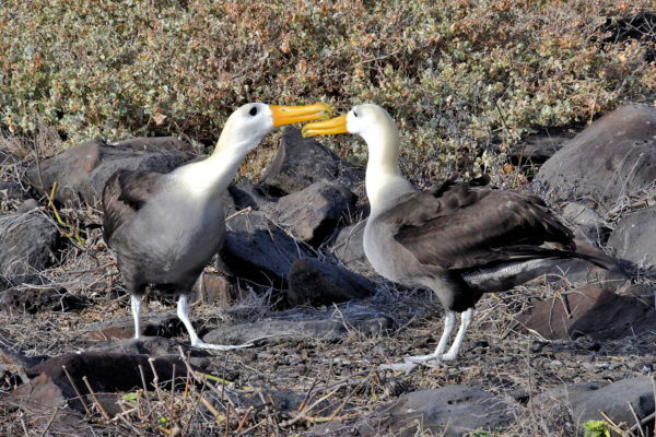 Waved Albatross Courtship at Punta Suárez on Española Island in Galápagos, EC - Encircle Photos