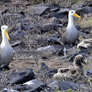 Waved Albatross Nursery at Punta Suárez on Española Island in Galápagos, EC - Encircle Photos