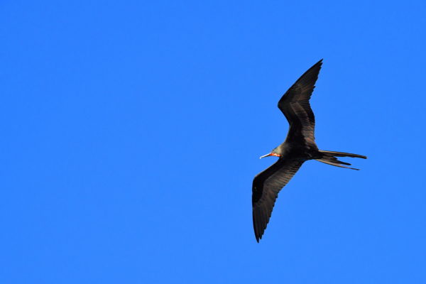 Frigatebird Welcoming Committee in Galápagos, EC - Encircle Photos