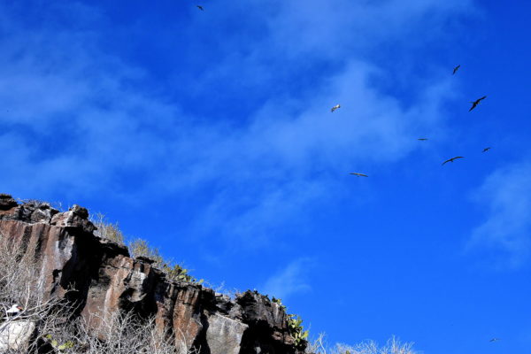 Air Traffic over Darwin Bay Beach on Genovesa in Galápagos, EC - Encircle Photos