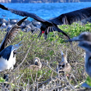 Frigatebird Dinnertime at Darwin Bay Beach on Genovesa in Galápagos, EC - Encircle Photos