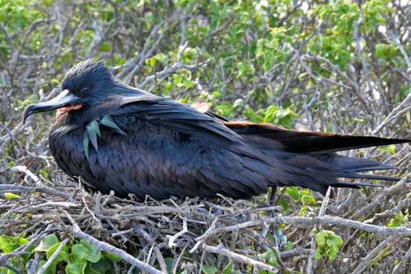 Male Great Frigatebird at Darwin Bay Beach on Genovesa in Galápagos, EC - Encircle Photos