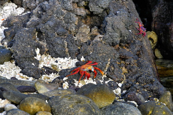 Morphing Colors of Crabs at Darwin Bay Beach on Genovesa in Galápagos, EC - Encircle Photos