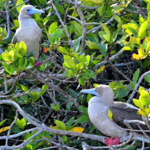 Perched Red-footed Boobies at Darwin Bay Beach on Genovesa in Galápagos, EC - Encircle Photos