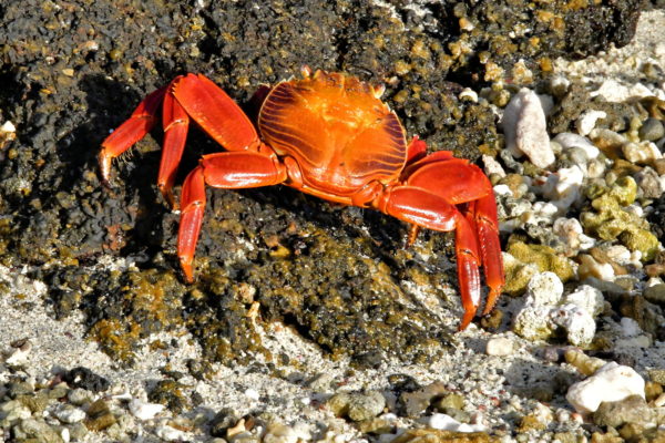 Sally Lightfoot Crab at Darwin Bay Beach on Genovesa in Galápagos, EC - Encircle Photos