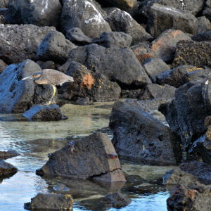 Tide Pool Seabirds at Darwin Bay Beach on Genovesa in Galápagos, EC - Encircle Photos