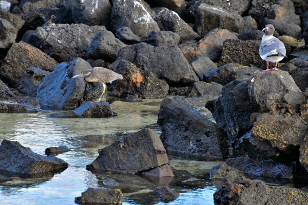 Tide Pool Seabirds at Darwin Bay Beach on Genovesa in Galápagos, EC - Encircle Photos