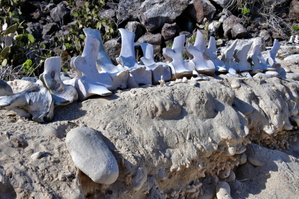 Whale Skeleton at Darwin Bay Beach on Genovesa in Galápagos, EC - Encircle Photos