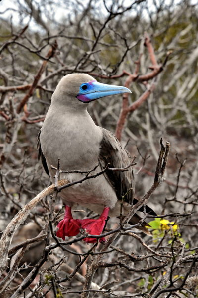 Red-footed Booby at Prince Phillip’s Steps on Genovesa in Galápagos, EC - Encircle Photos