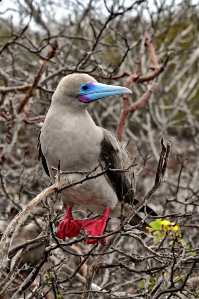Red-footed Booby at Prince Phillip’s Steps on Genovesa in Galápagos, EC - Encircle Photos