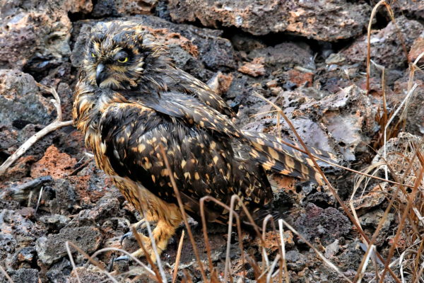 Short-eared Owl at Prince Phillip’s Steps on Genovesa in Galápagos, EC - Encircle Photos