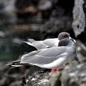 Swallow-tailed Gulls at Prince Phillip’s Steps on Genovesa in Galápagos, EC - Encircle Photos