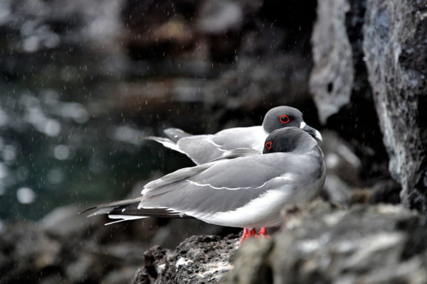 Swallow-tailed Gulls at Prince Phillip’s Steps on Genovesa in Galápagos, EC - Encircle Photos