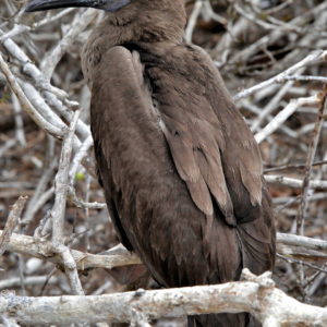 Young Red-footed Booby at Prince Phillip’s Steps on Genovesa in Galápagos, EC - Encircle Photos