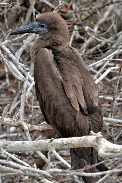 Young Red-footed Booby at Prince Phillip’s Steps on Genovesa in Galápagos, EC - Encircle Photos